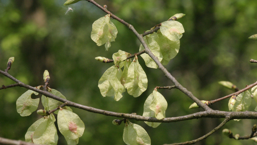 Ulmus minor vrucht