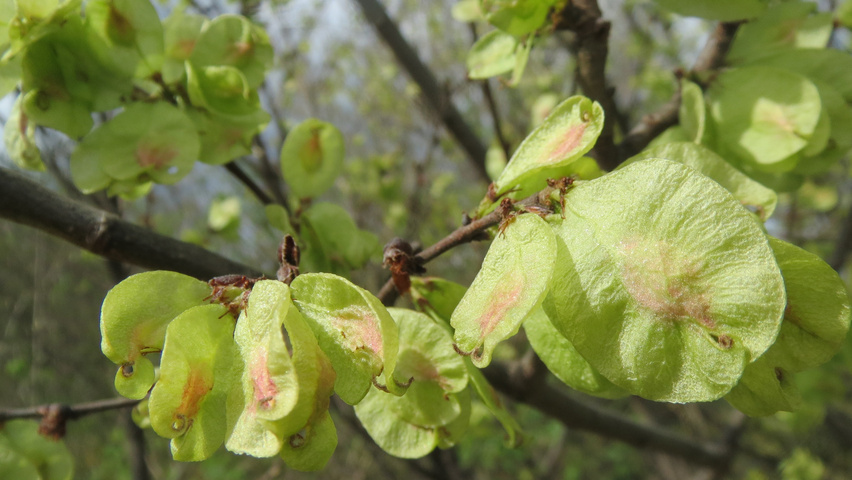 Ulmus minor vrucht