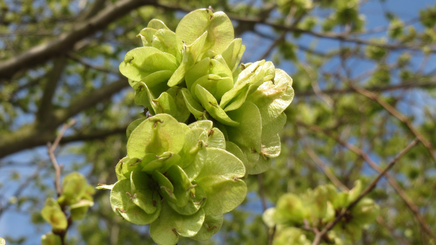 Ulmus minor vrucht