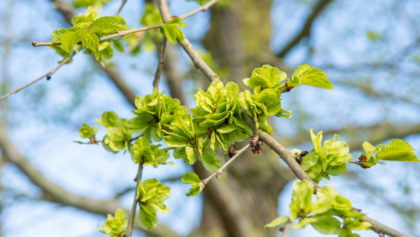 Ulmus minor vrucht