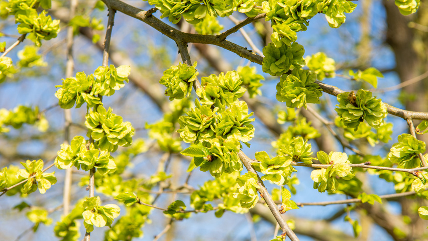 Ulmus minor vrucht