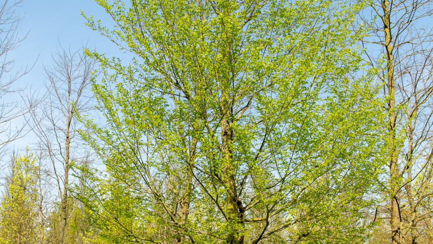 Ulmus minor hoogstam
