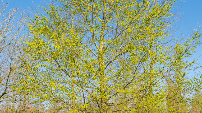 Ulmus minor hoogstam