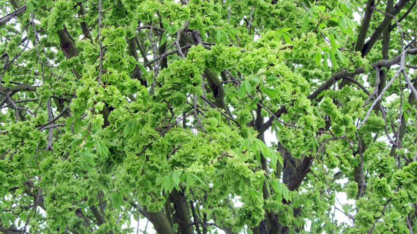 Ulmus minor 'Hoersholmiensis' fruits