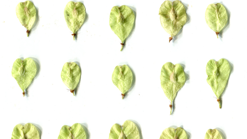 Ulmus minor 'Hoersholmiensis' fruits