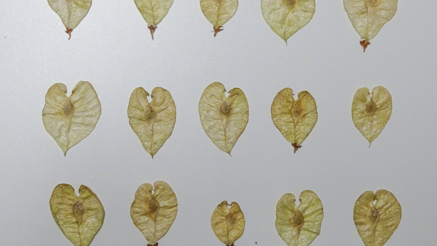 Ulmus minor 'Hoersholmiensis' fruits