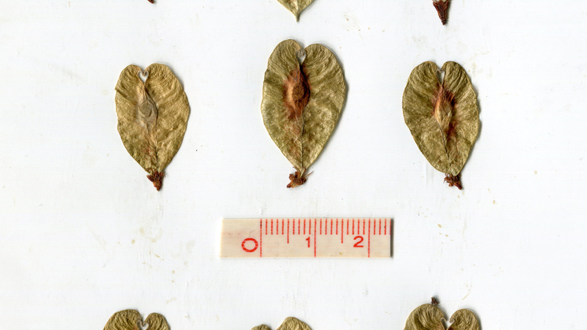 Ulmus minor 'Hoersholmiensis' fruits