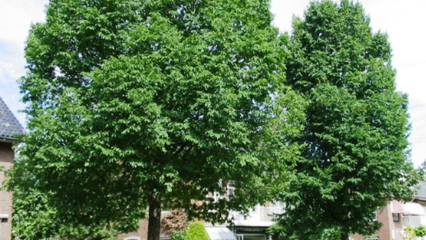 Ulmus minor 'Hoersholmiensis' standard tree