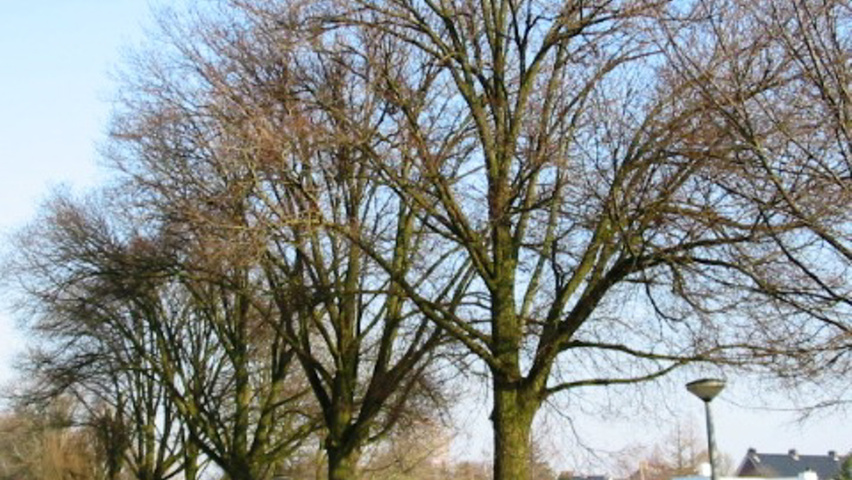 Ulmus minor 'Hoersholmiensis' standard tree