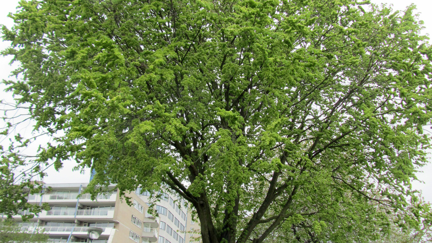 Ulmus minor 'Hoersholmiensis' standard tree