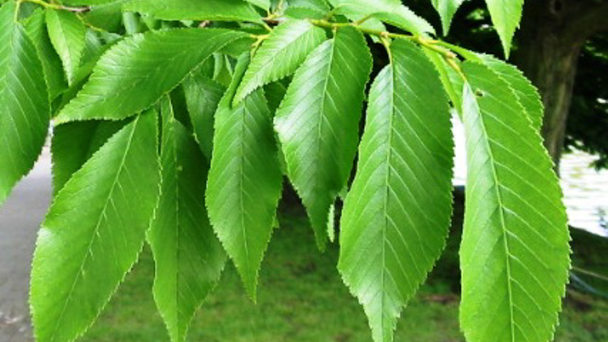 Ulmus minor 'Hoersholmiensis' leaves