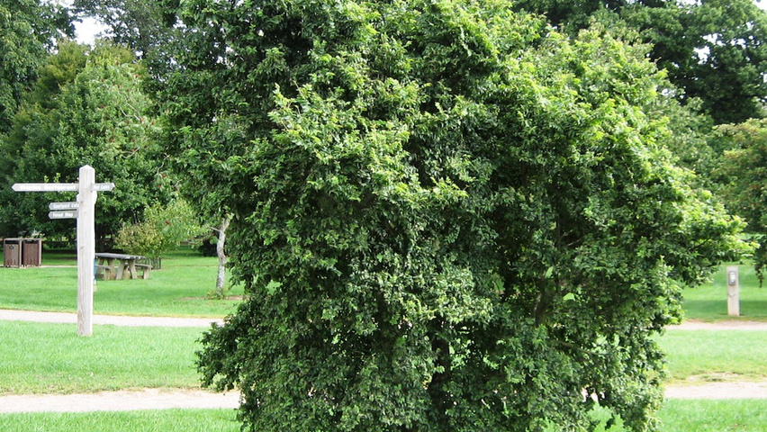 Ulmus minor 'Jacqueline Hillier' Деревья с необычной формой роста