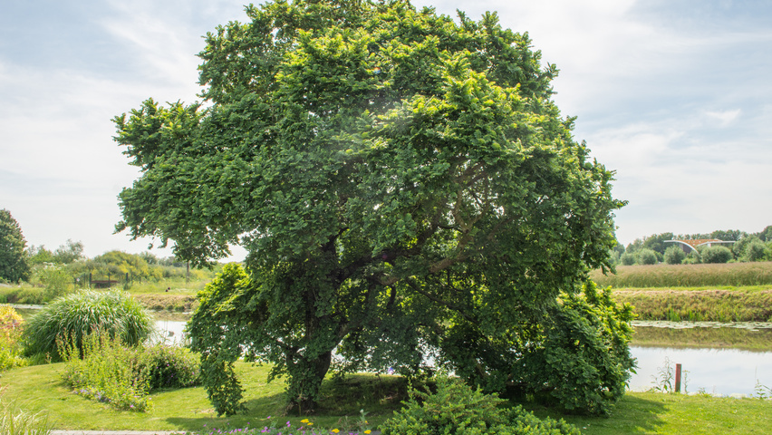 Ulmus minor 'Jacqueline Hillier' Деревья с необычной формой роста