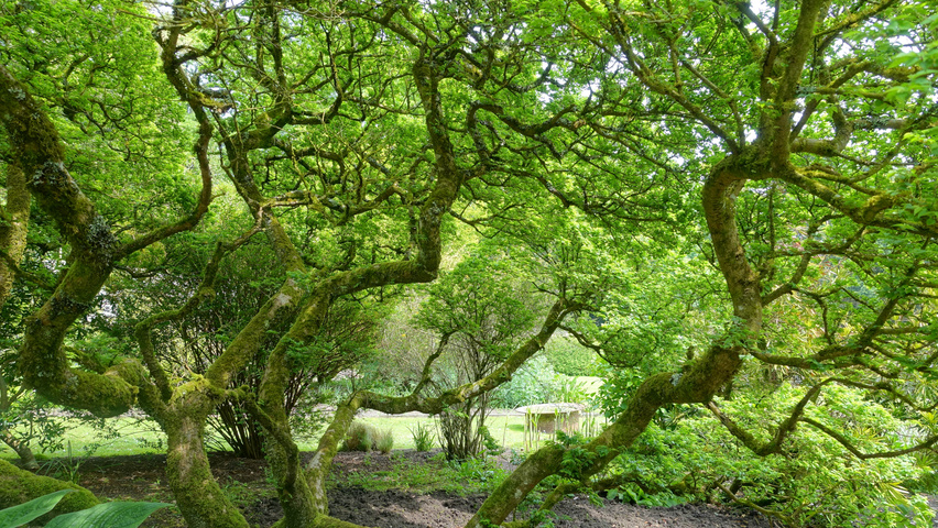 Ulmus minor 'Jacqueline Hillier' Деревья с необычной формой роста