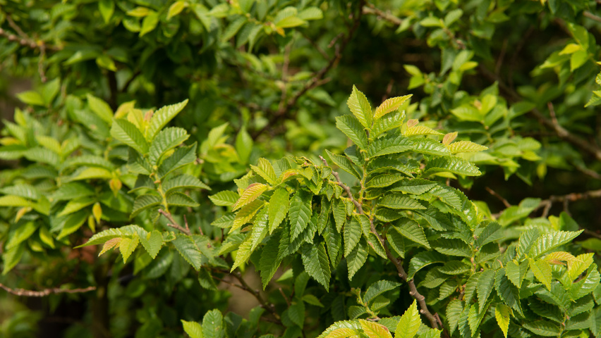 Ulmus minor 'Jacqueline Hillier' листья
