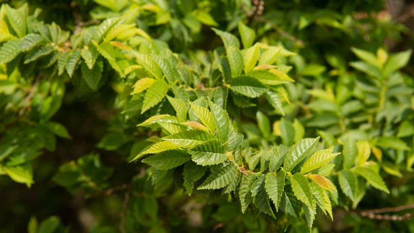 Ulmus minor 'Jacqueline Hillier' листья