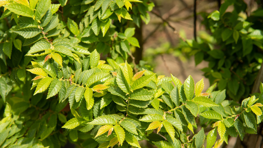 Ulmus minor 'Jacqueline Hillier' листья