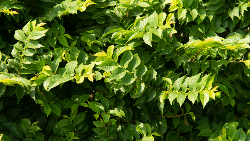 Ulmus minor 'Jacqueline Hillier' листья