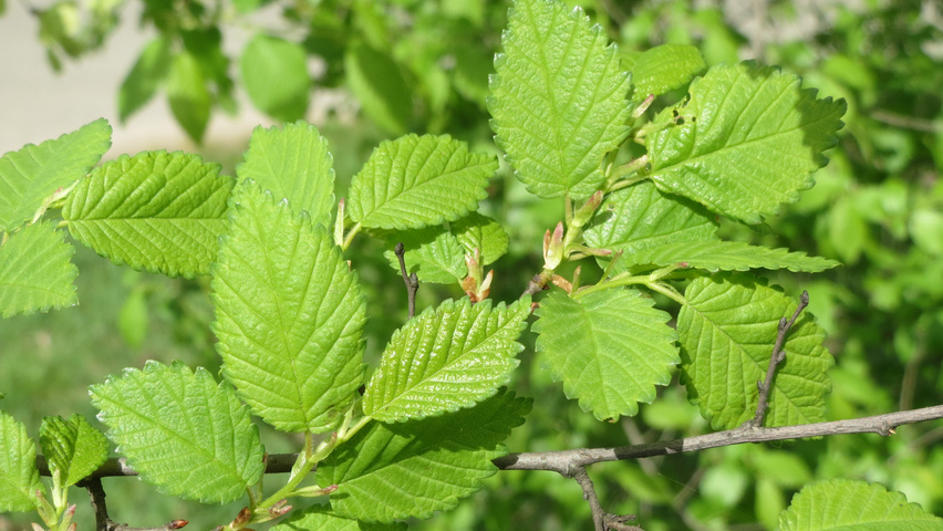 Ulmus minor blad