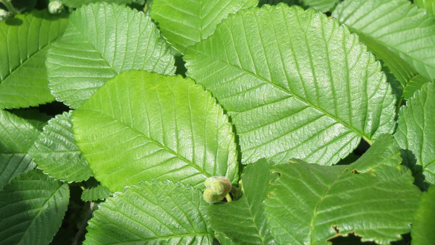 Ulmus minor blad