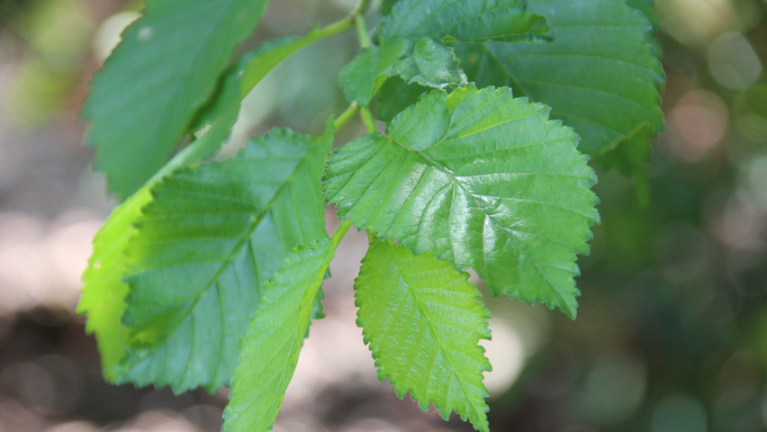 Ulmus minor blad