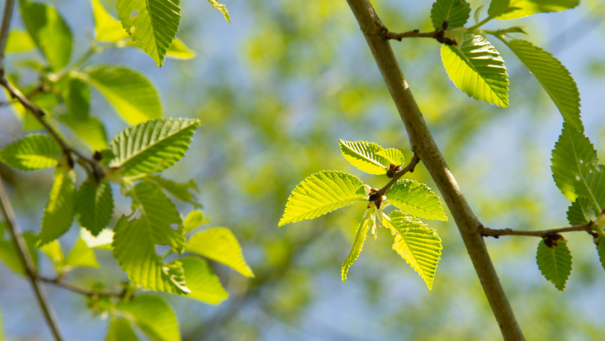 Ulmus minor blad