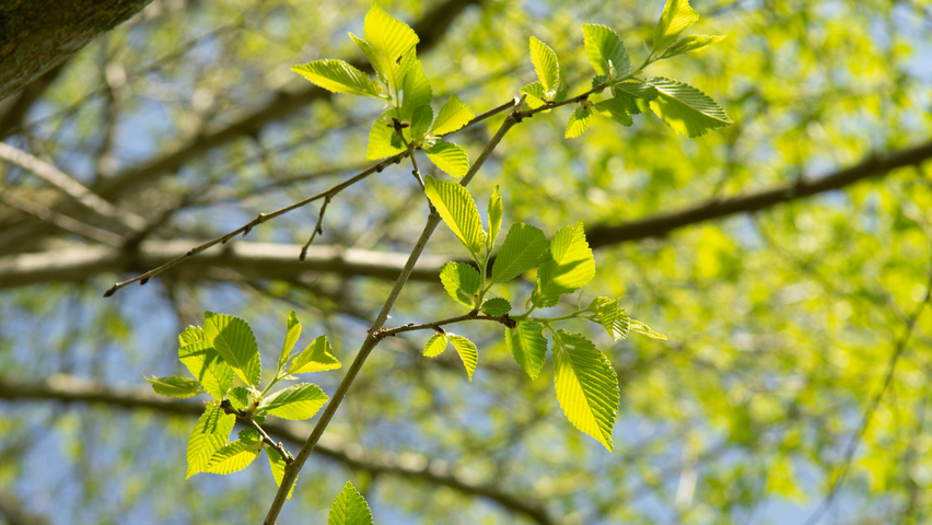 Ulmus minor blad