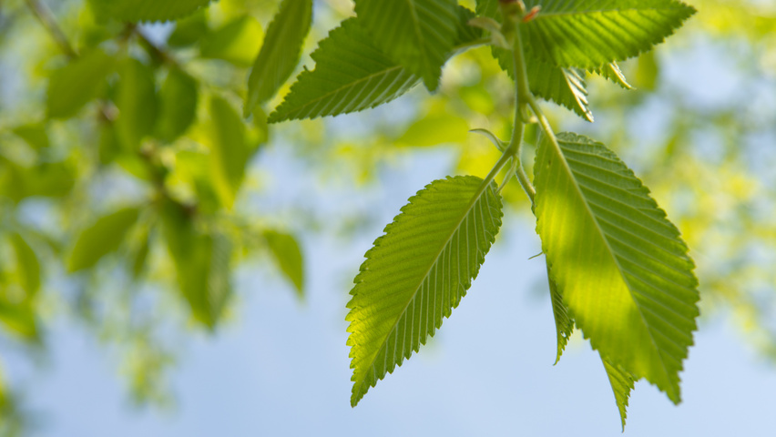 Ulmus minor blad