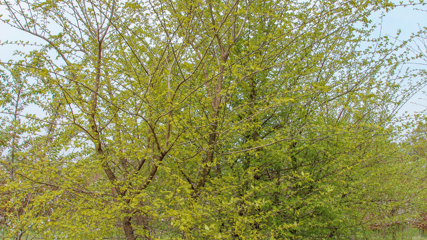 Ulmus minor meerstammig