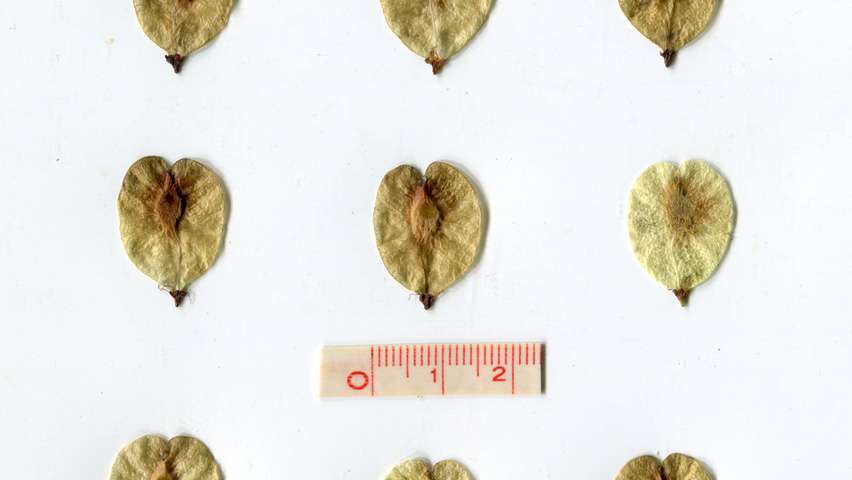 Ulmus minor 'Sarniensis' fruits