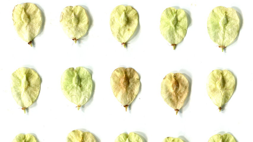 Ulmus minor 'Sarniensis' fruits