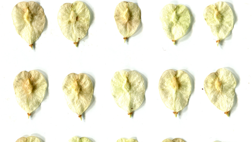 Ulmus minor 'Sarniensis' fruits