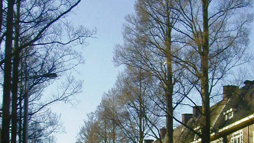 Ulmus minor 'Sarniensis' standard tree