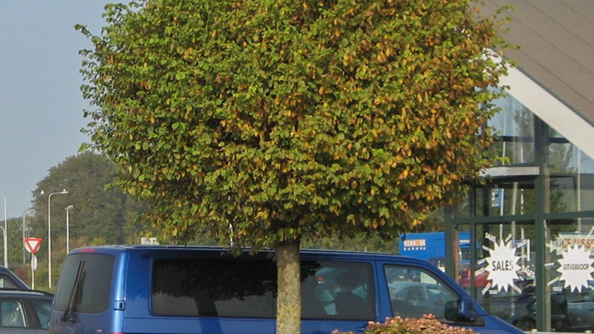 Ulmus minor 'Umbraculifera' standard tree