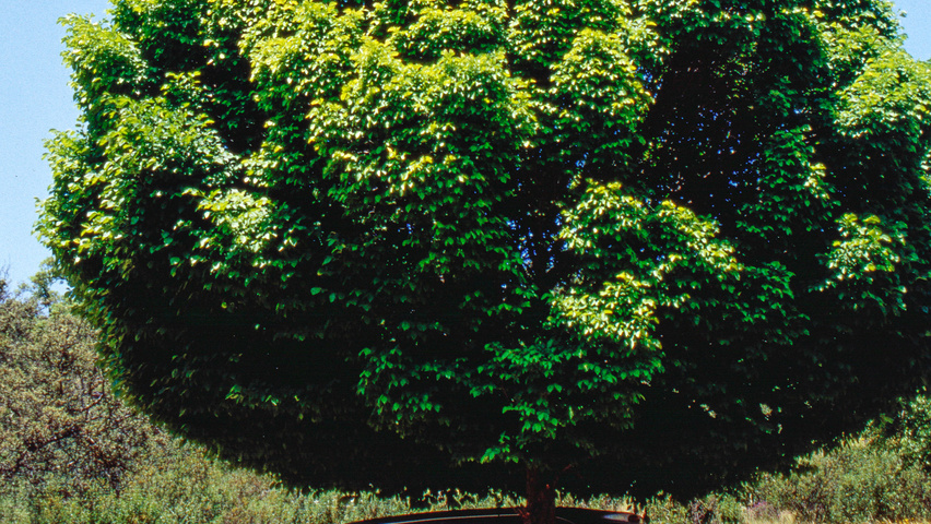 Ulmus minor 'Umbraculifera' standard tree