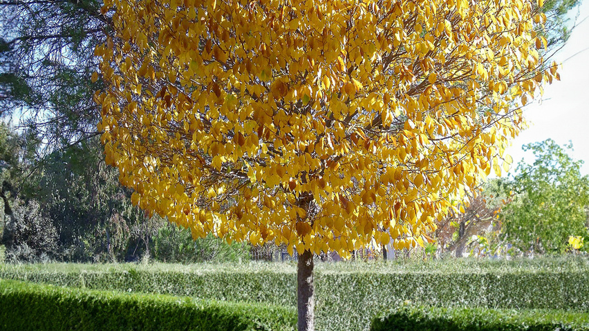 Ulmus minor 'Umbraculifera' standard tree