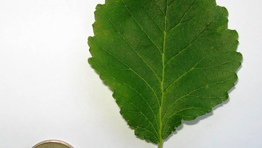 Ulmus minor 'Umbraculifera' leaves