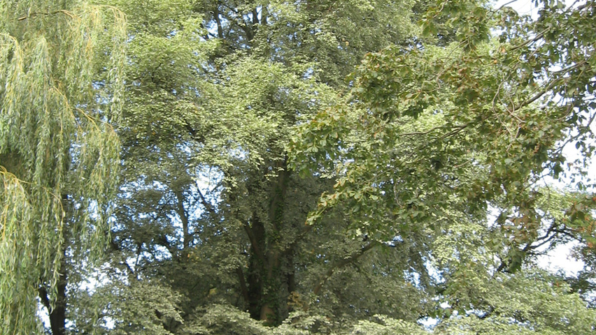 Ulmus minor 'Variegata' characteristic