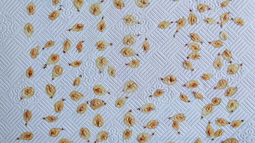 Ulmus minor 'Variegata' fruits