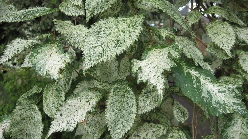Ulmus minor 'Variegata' leaves