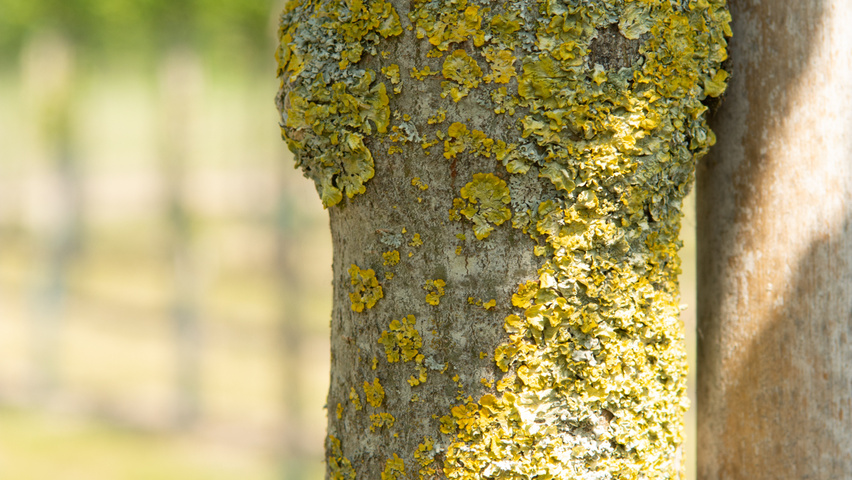 Ulmus 'Nanguen' bast
