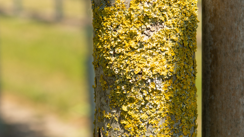Ulmus 'Nanguen' bast