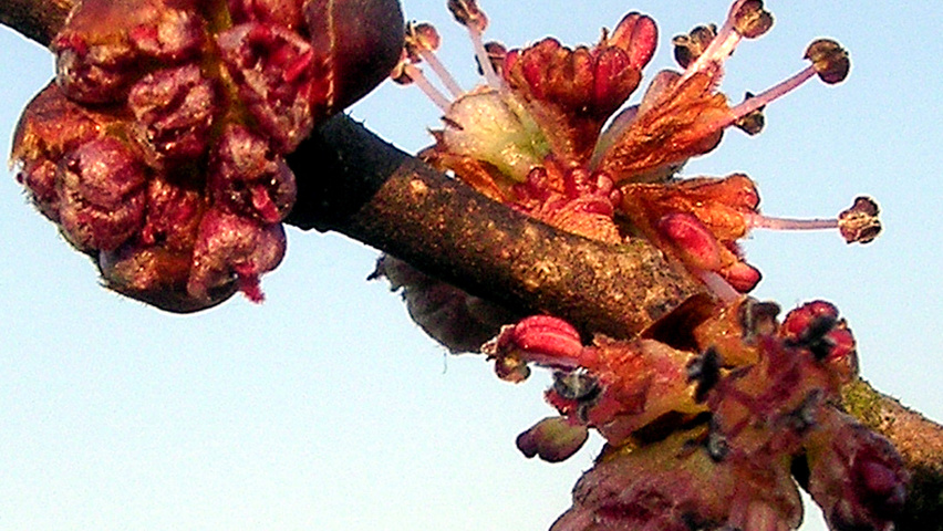 Ulmus 'Nanguen' bloem