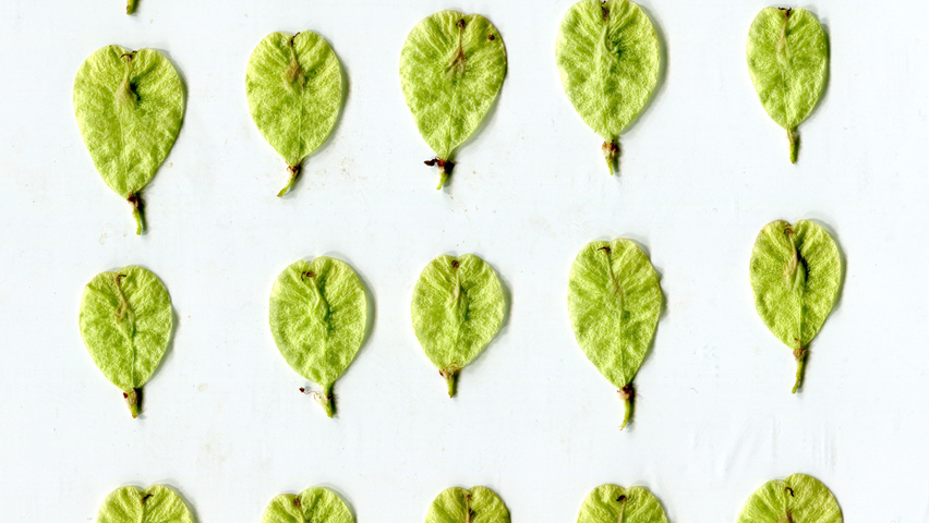 Ulmus 'Nanguen' vrucht