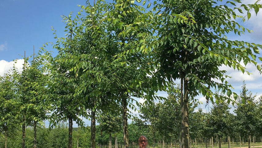 Ulmus 'Nanguen' hoogstam