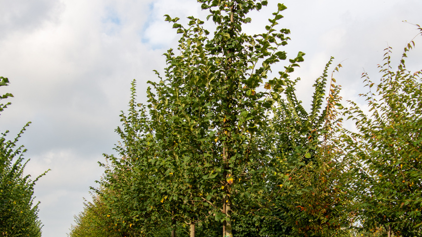 Ulmus 'Nanguen' hoogstam