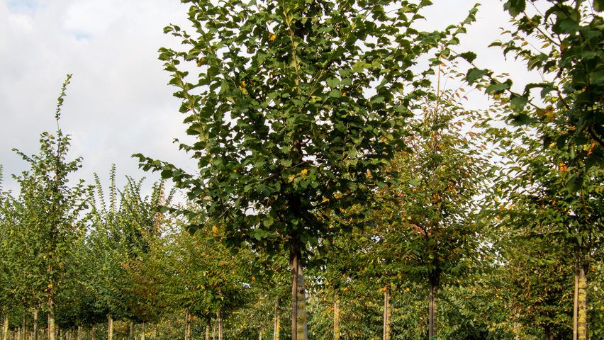 Ulmus 'Nanguen' hoogstam
