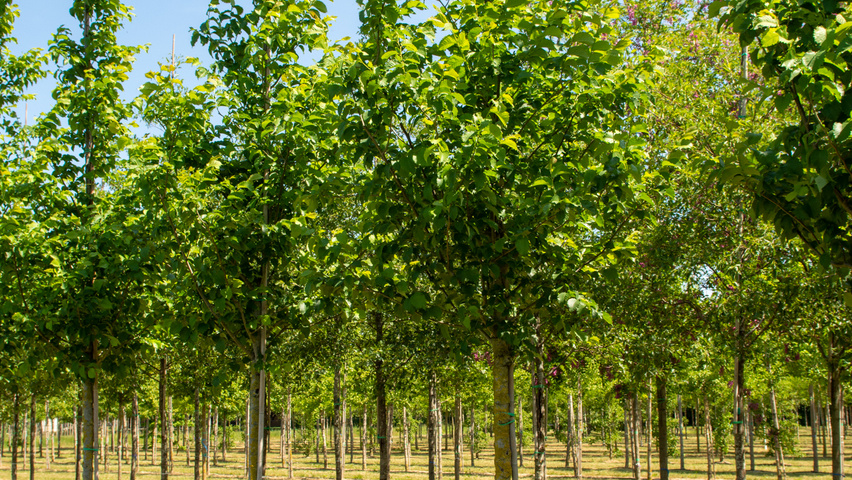 Ulmus 'Nanguen' hoogstam