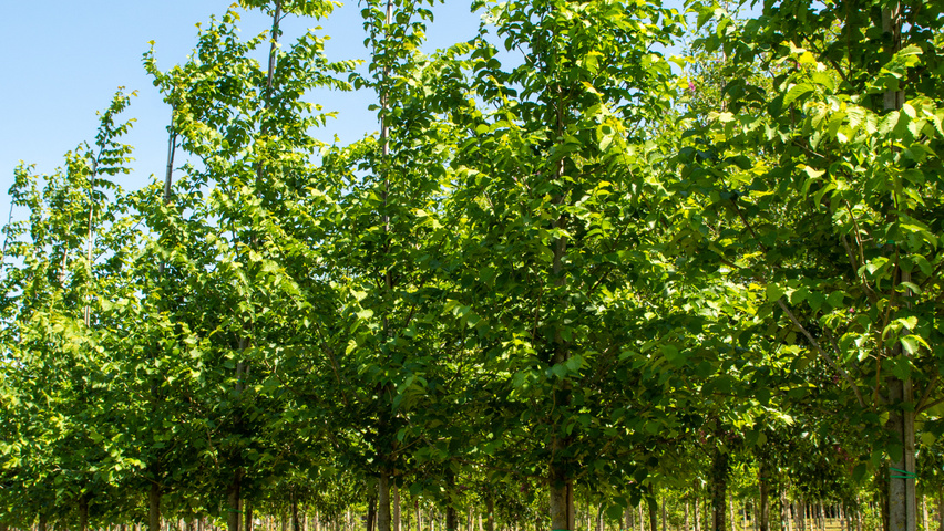 Ulmus 'Nanguen' hoogstam