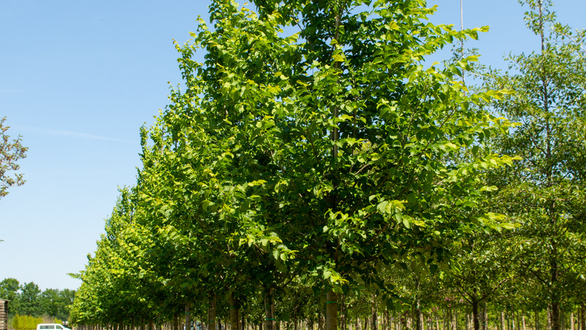 Ulmus 'Nanguen' hoogstam